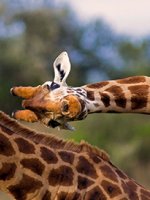 Eine Giraffe, die ihren Kopf neigt.